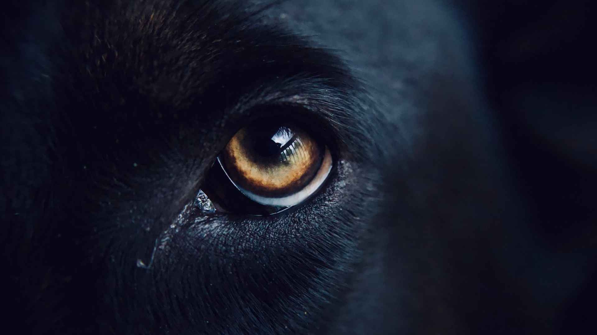 legañas en los ojos de los perros